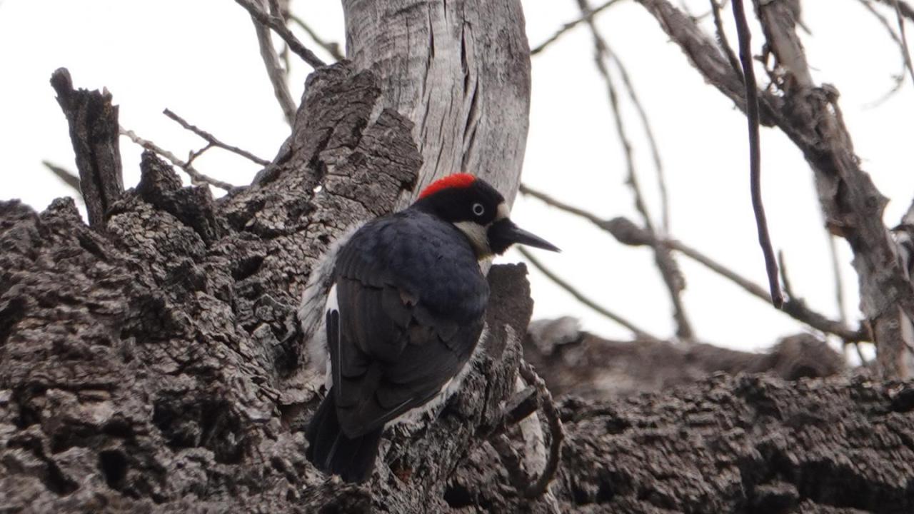 acorn woodpecker habitat