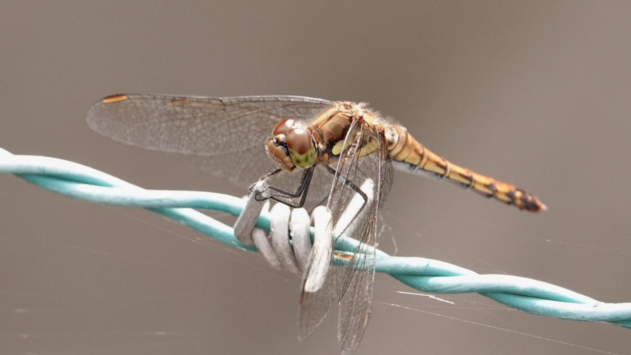 Autumn Darter | MarkEisingBirding