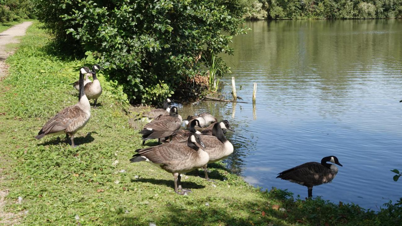 Canada Goose MarkEisingBirding