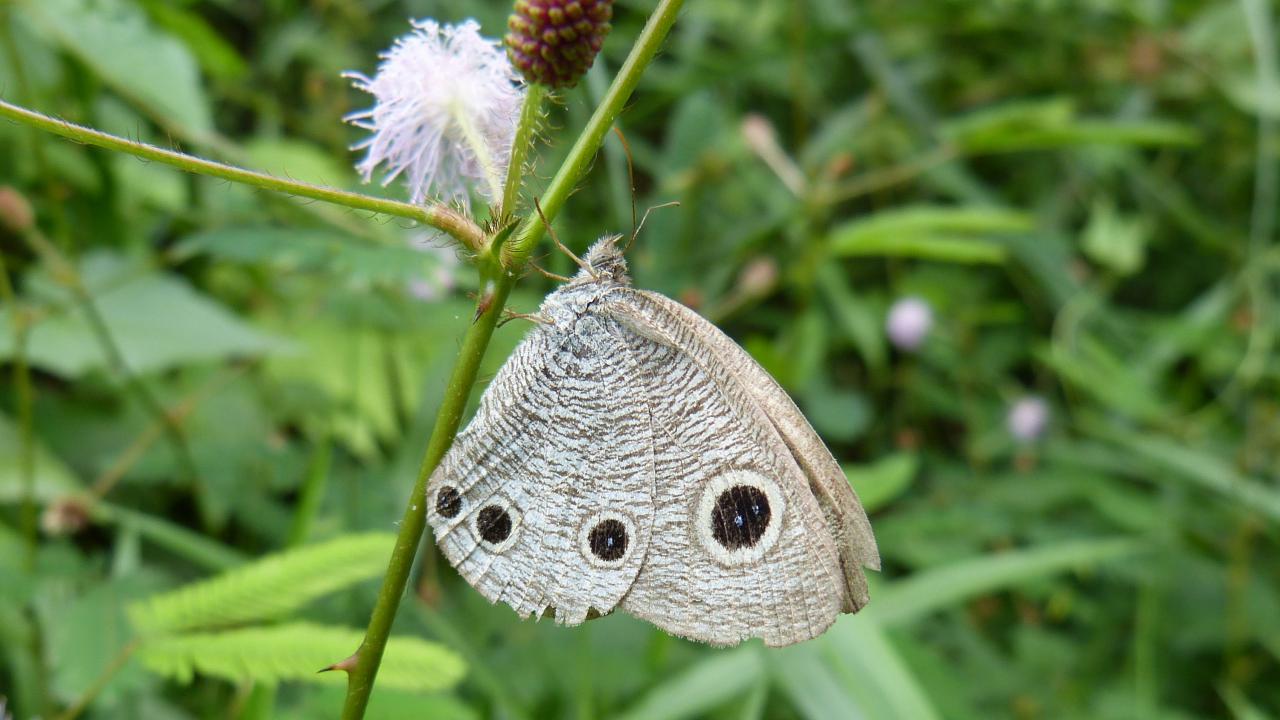 Discover the Beautiful Common Four-ring Butterfly