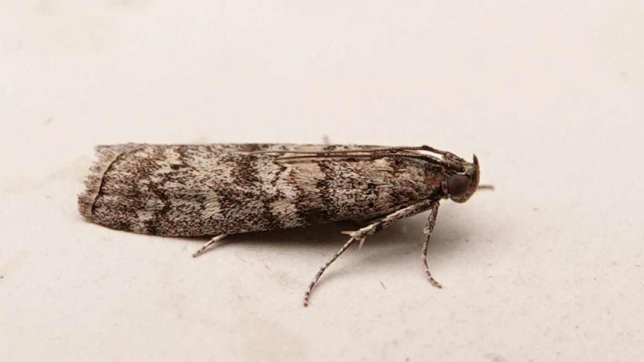 Dioryctria simplicella (Pyralid Moth sp.) | MarkEisingBirding