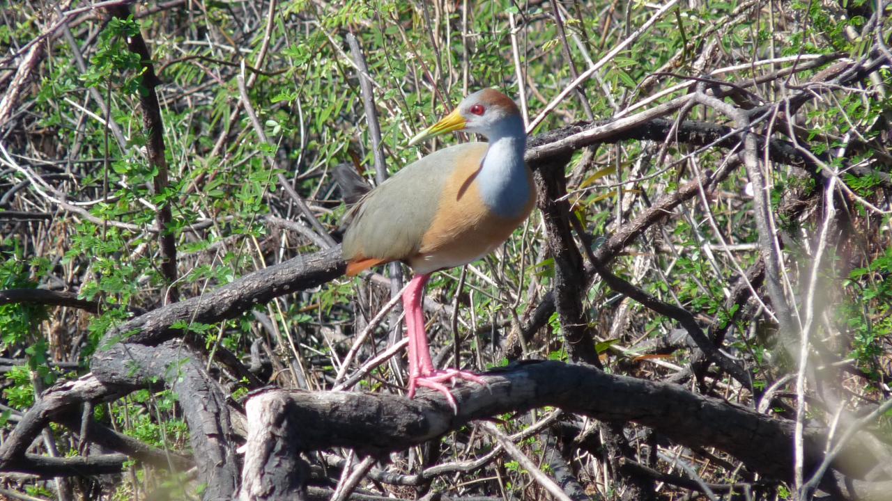 Russet-naped Wood-Rail | MarkEisingBirding