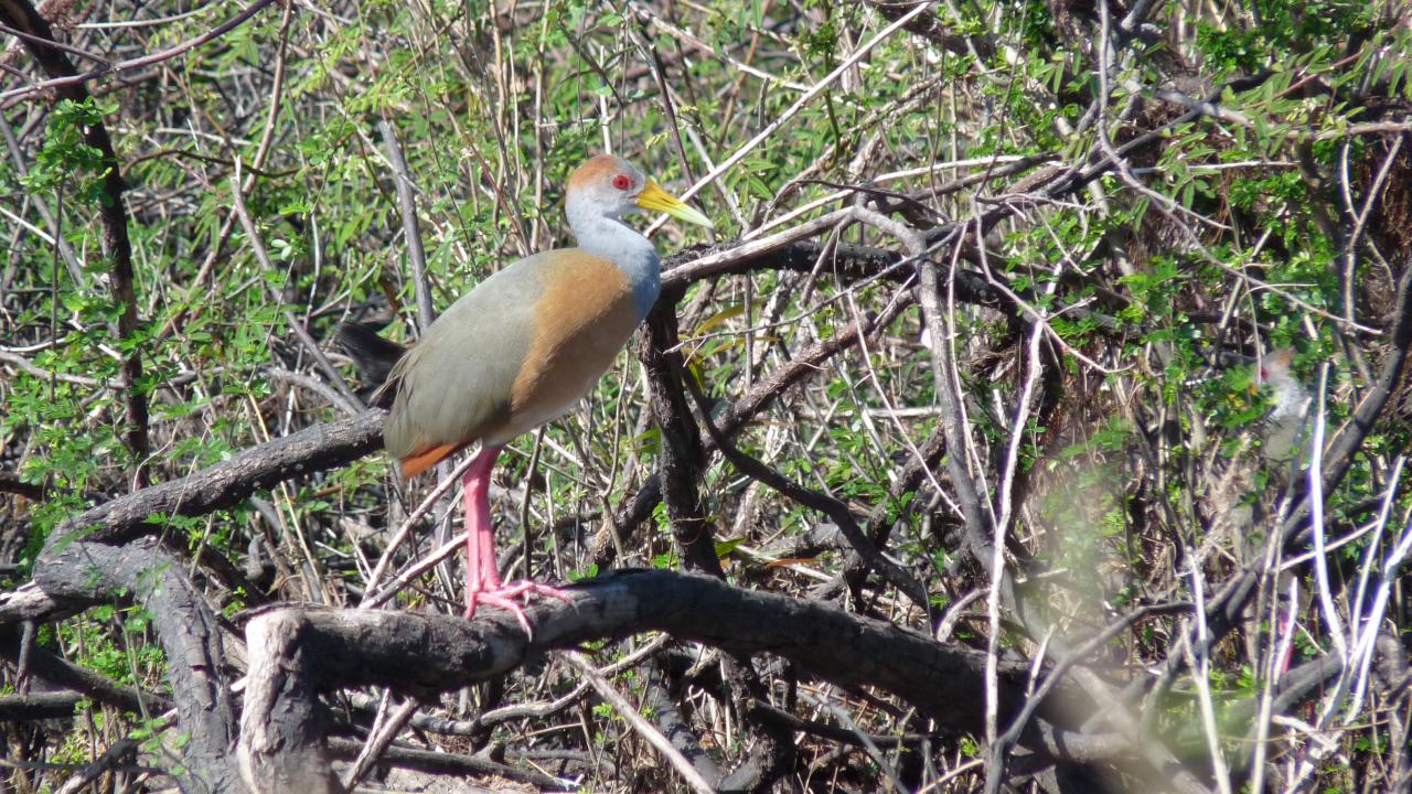 Russet-naped Wood-Rail | MarkEisingBirding