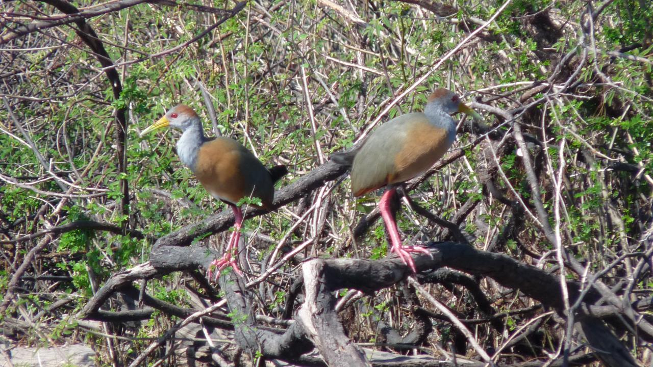 Russet-naped Wood-Rail | MarkEisingBirding