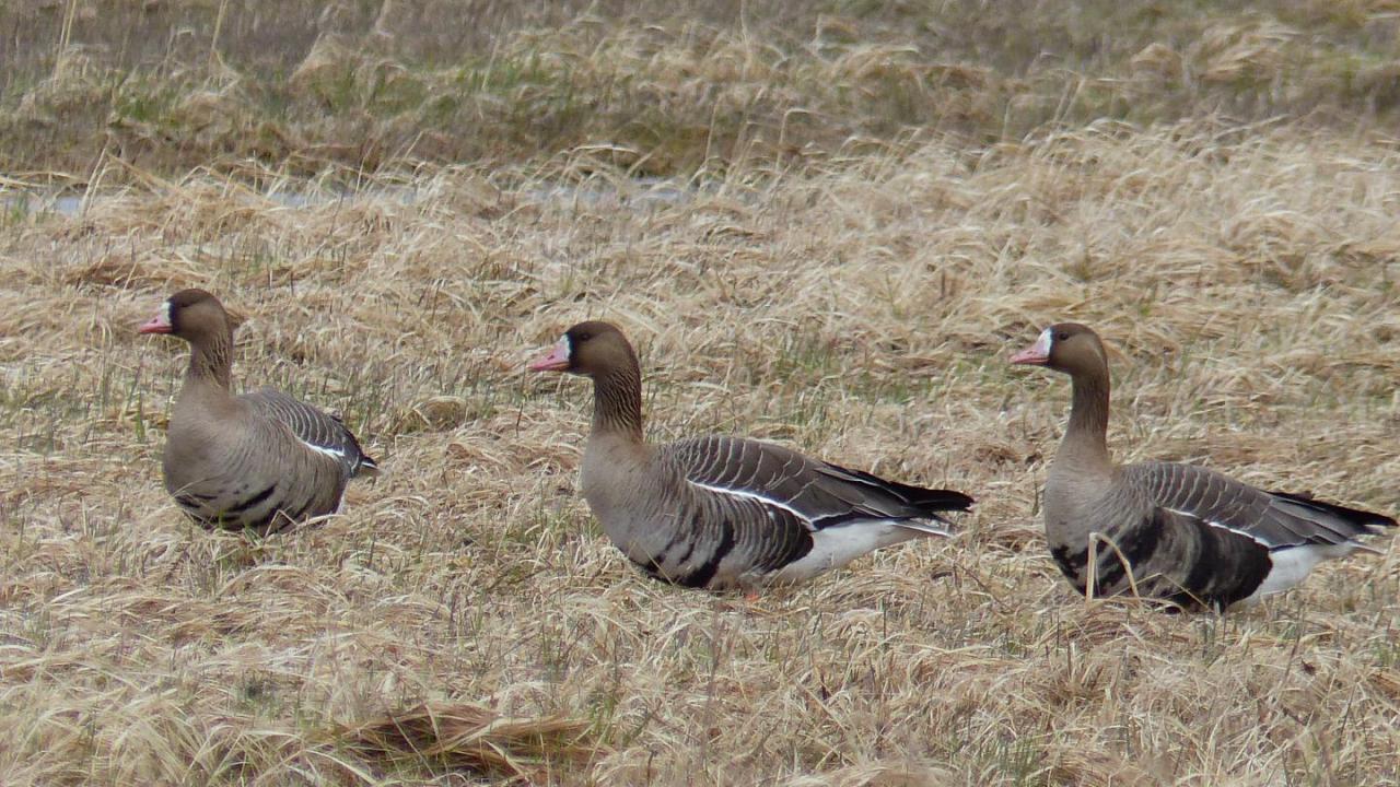 Greater White Fronted Goose MarkEisingBirding   Kolgans. Matsalu Bay Matsalu National Park Estonia 21 April 2017 5 