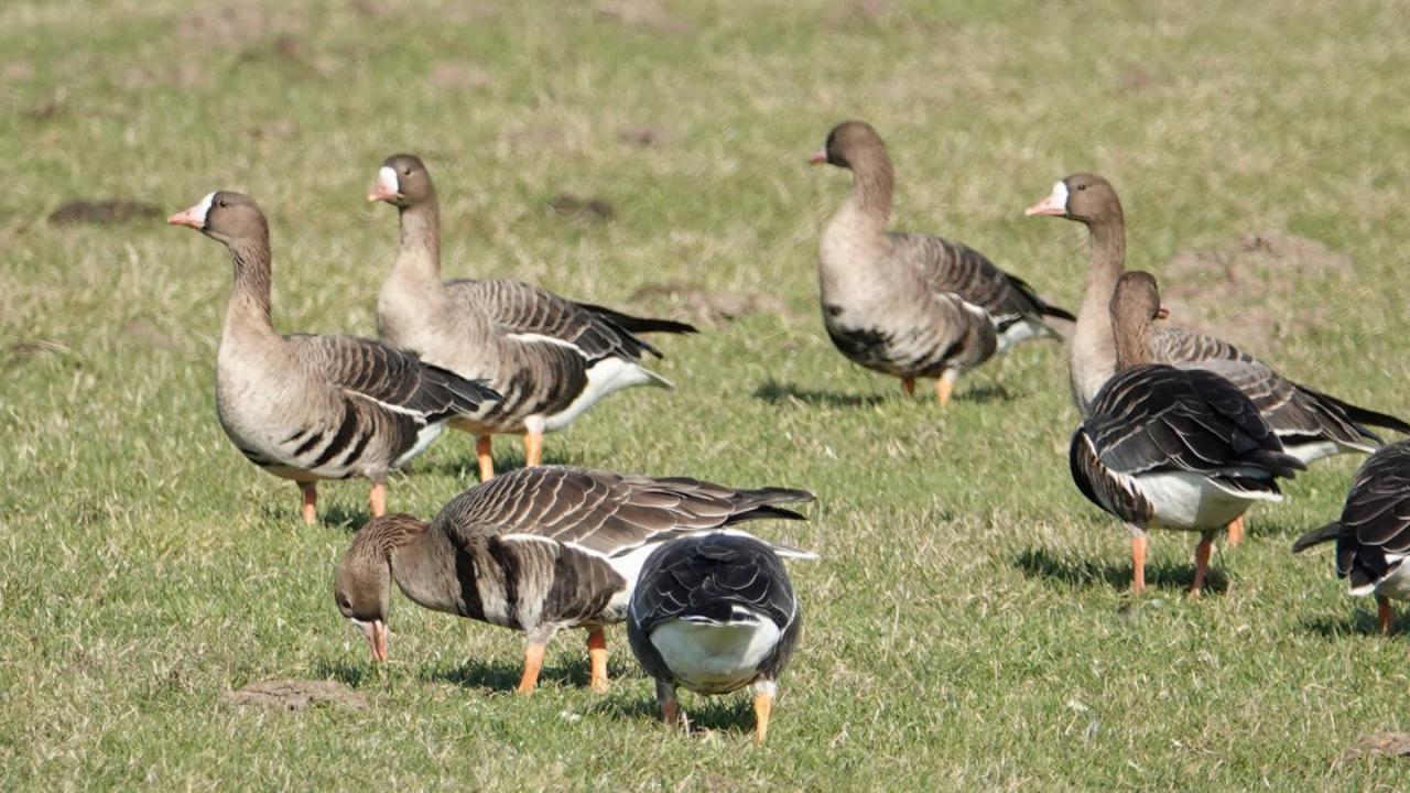 Greater White Fronted Goose MarkEisingBirding   Kolgans. Naardermeer. 25 02 2019 2 