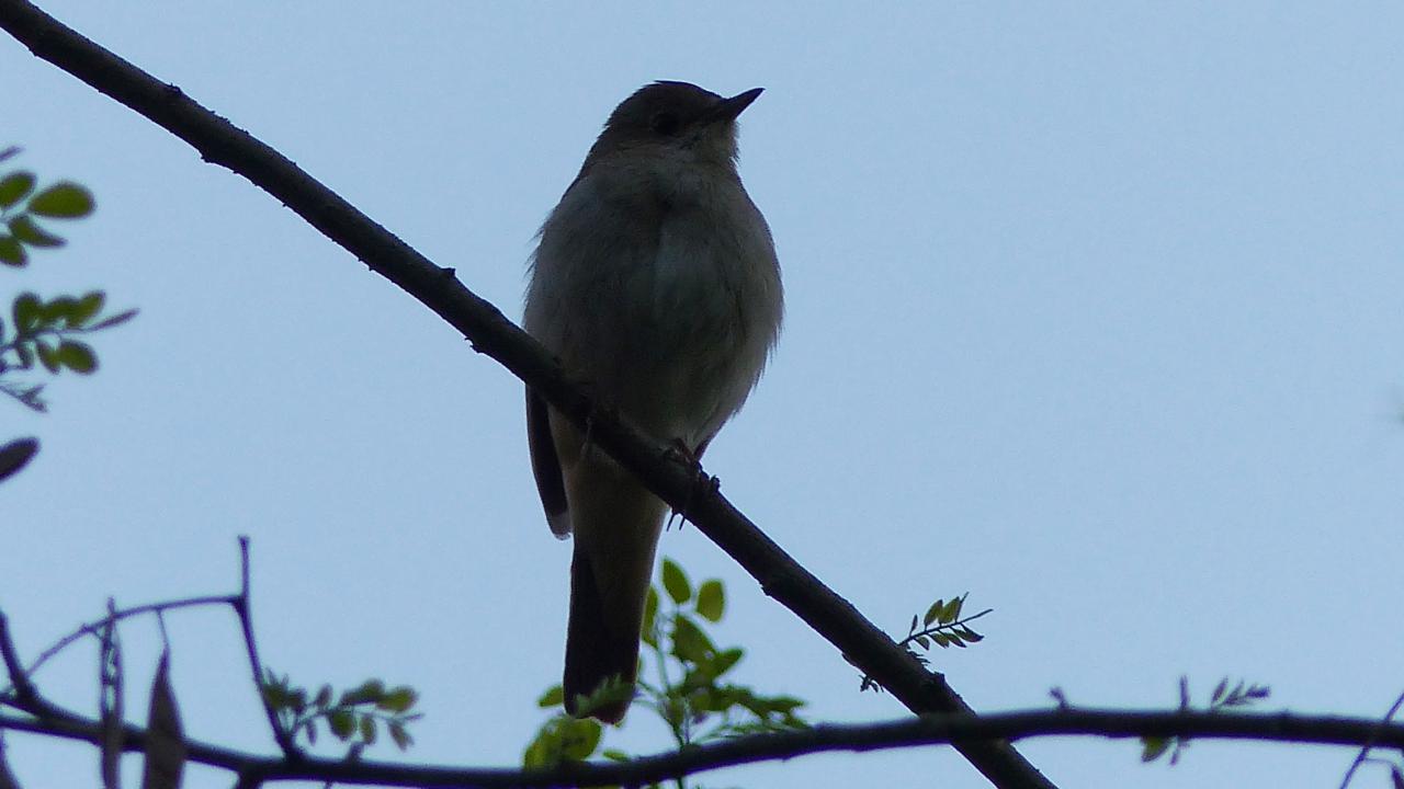 common nightingale