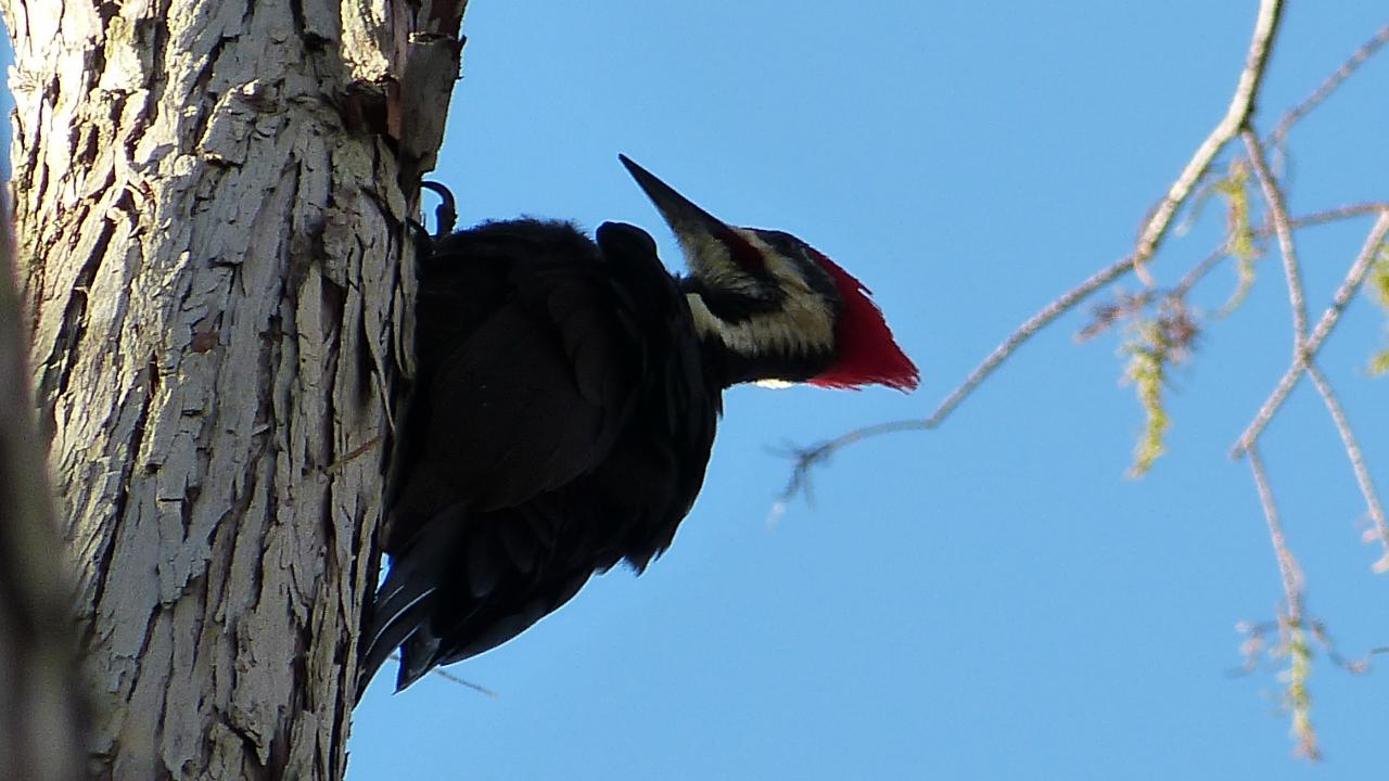 pileated woodpecker pronunciation