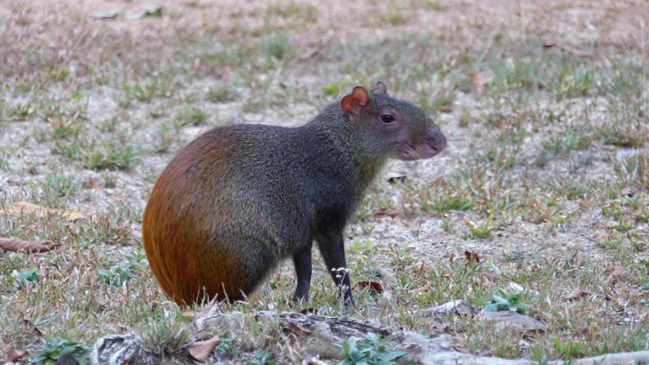 red rumped agouti interesting facts