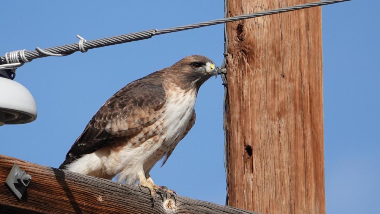 red tailed hawk images