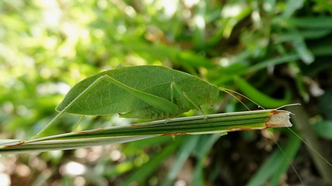 Tettigoniidae sp. (Bush Cricket sp.) | MarkEisingBirding