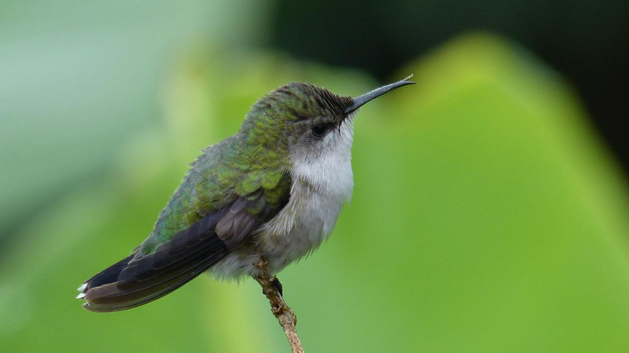 Vervain Hummingbird | MarkEisingBirding