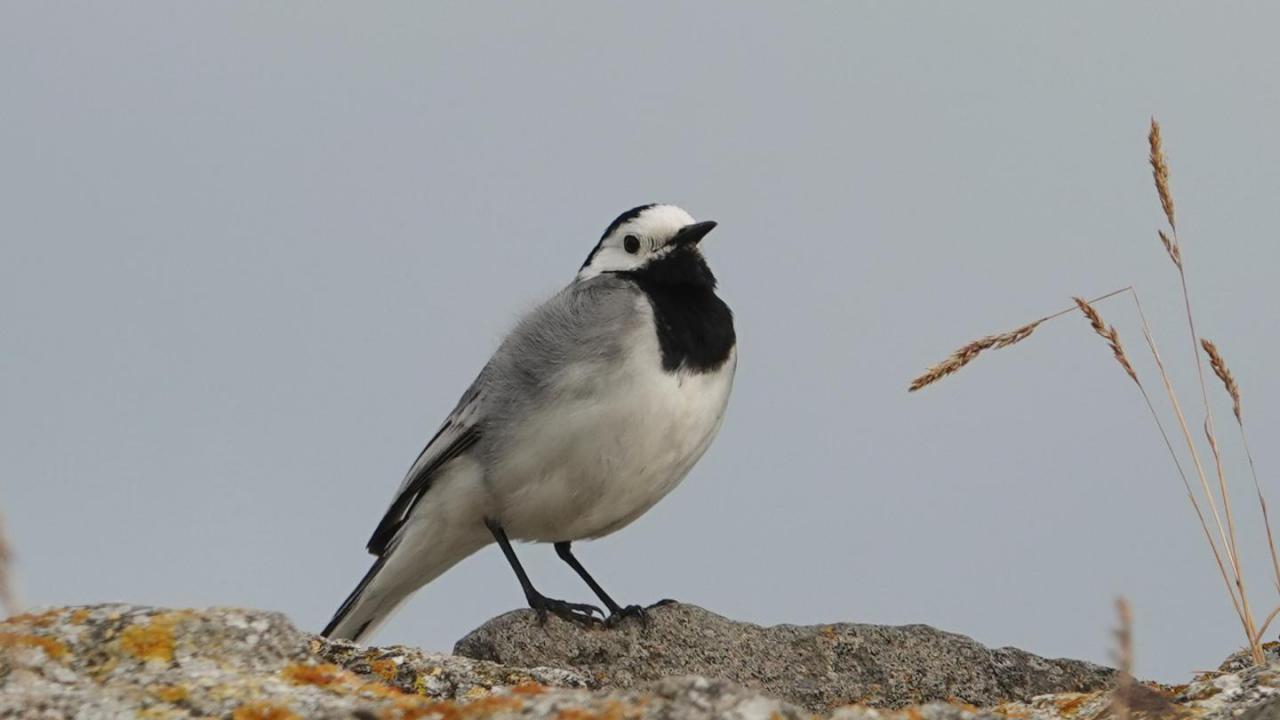 White Wagtail | MarkEisingBirding