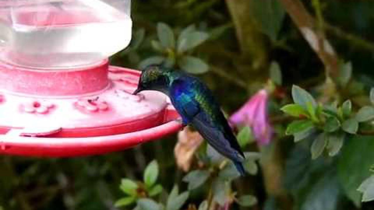 Embedded thumbnail for Colombia: Violet-crowned Woodnymph (male)