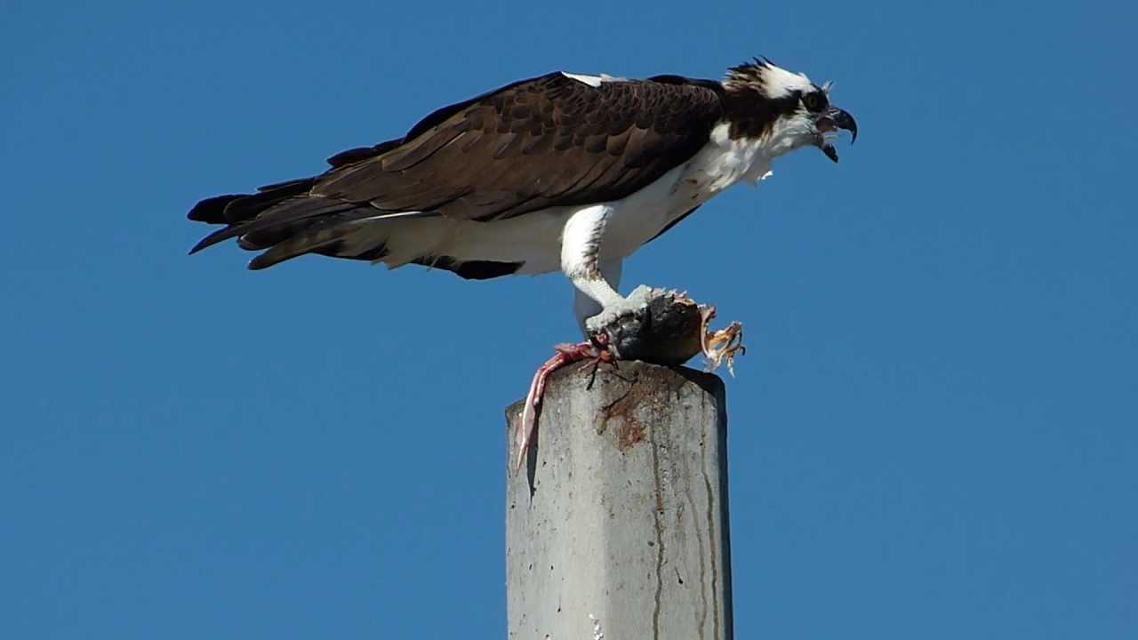 Embedded thumbnail for Florida (USA): Osprey