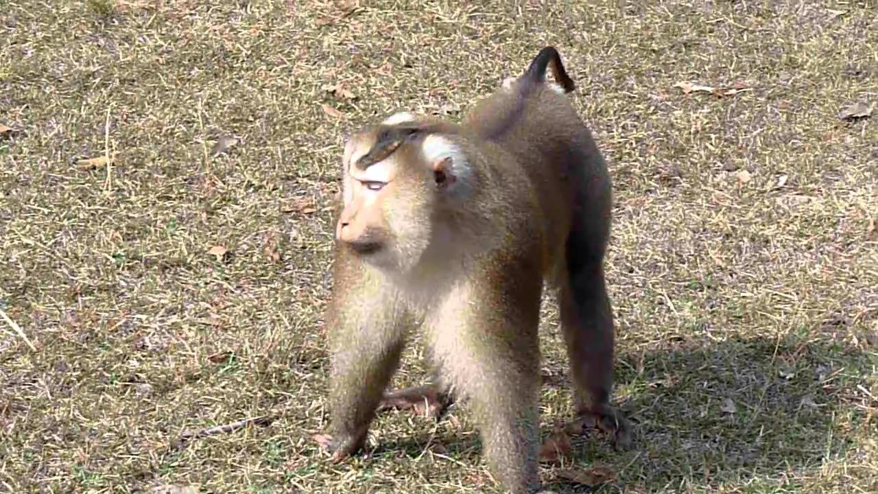 Embedded thumbnail for Thailand: Pig-tailed Macaque