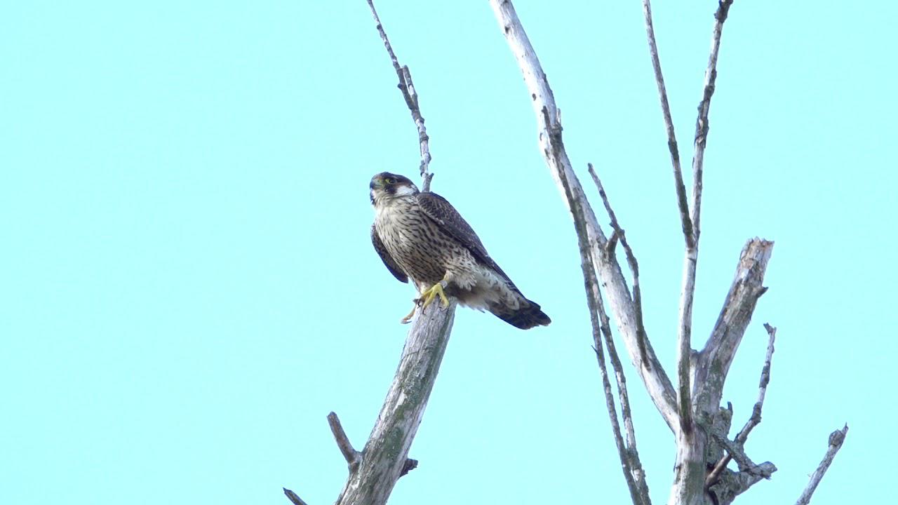 Embedded thumbnail for The Netherlands: Peregrine Falcon