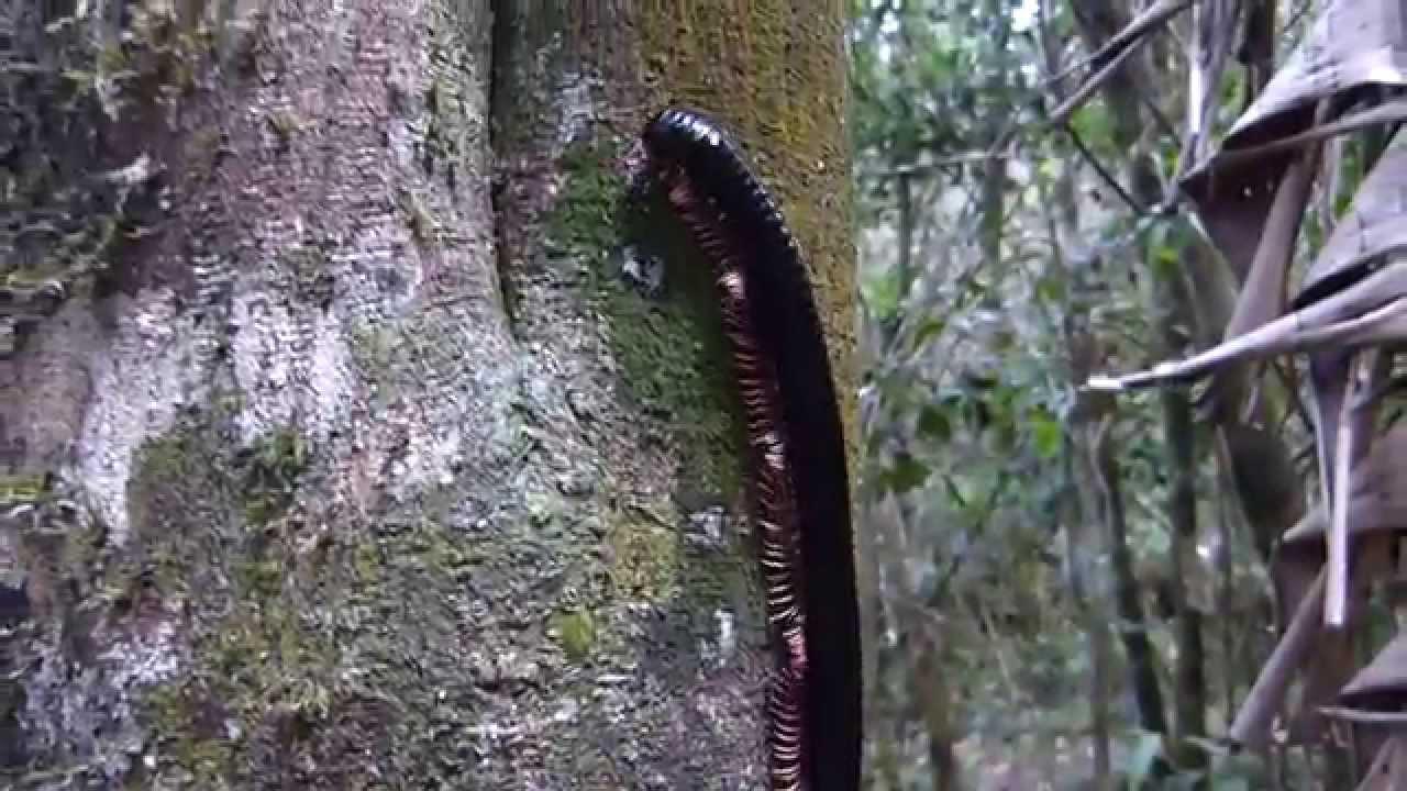 Embedded thumbnail for Madagascar: Giant Millipede sp.