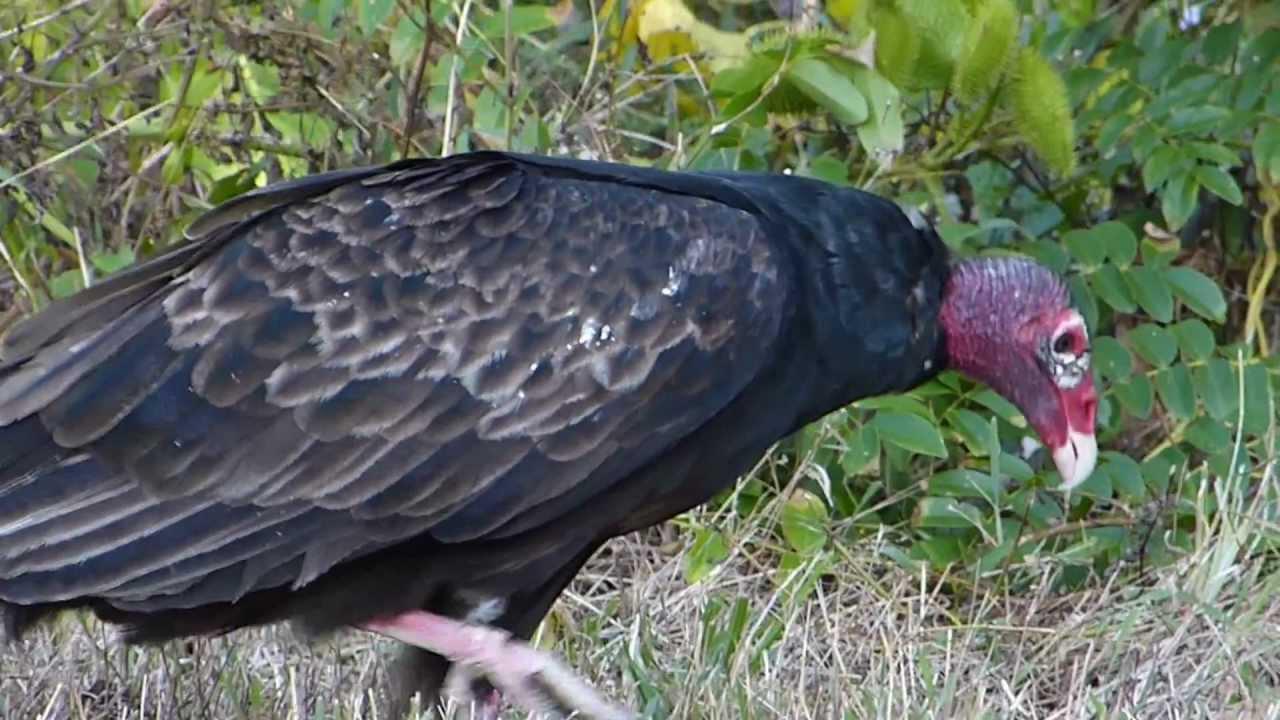 Embedded thumbnail for Florida (USA): Turkey &amp;amp; Black Vultures