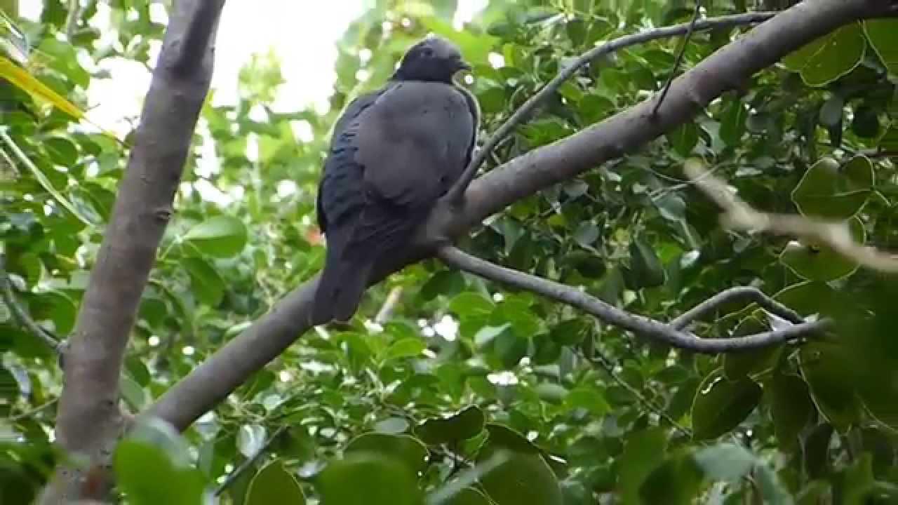 Embedded thumbnail for Florida (USA): White-crowned Pigeon