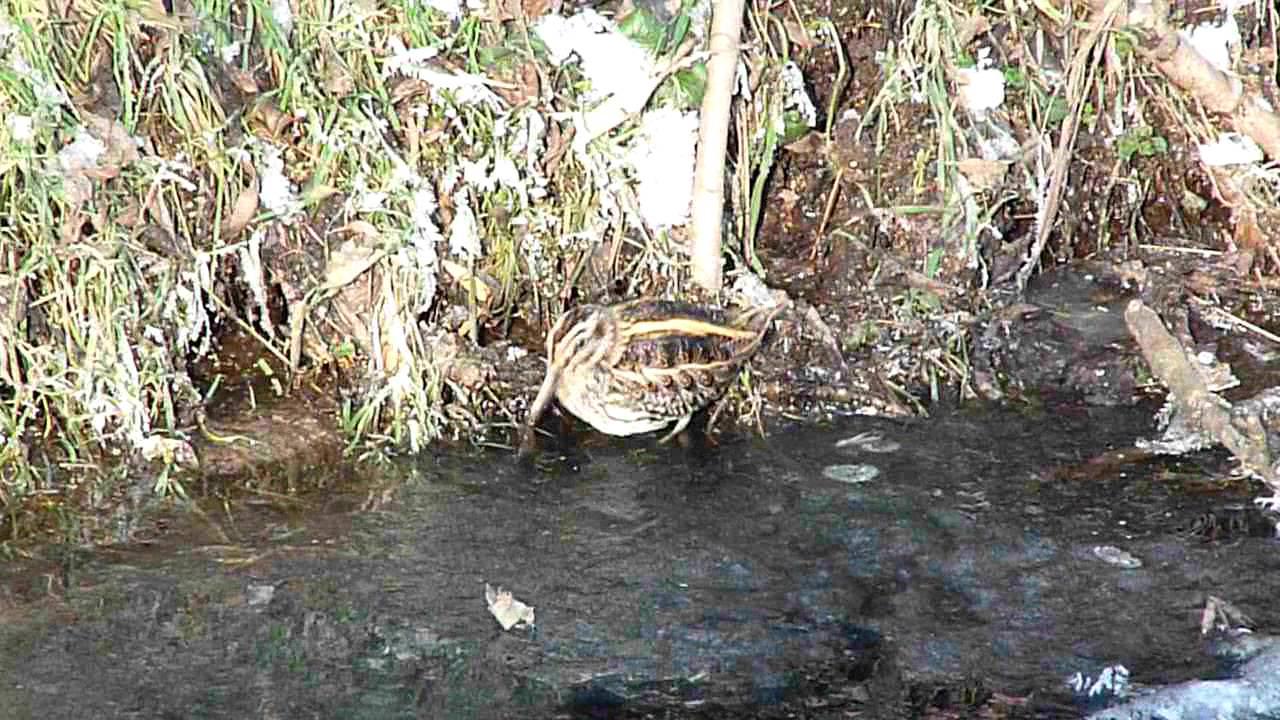 Embedded thumbnail for The Netherlands: Jack Snipe - Dancing!