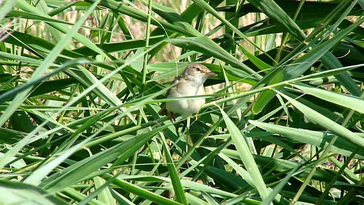 Embedded thumbnail for The Netherlands: Eurasian Reed-warbler - Singing