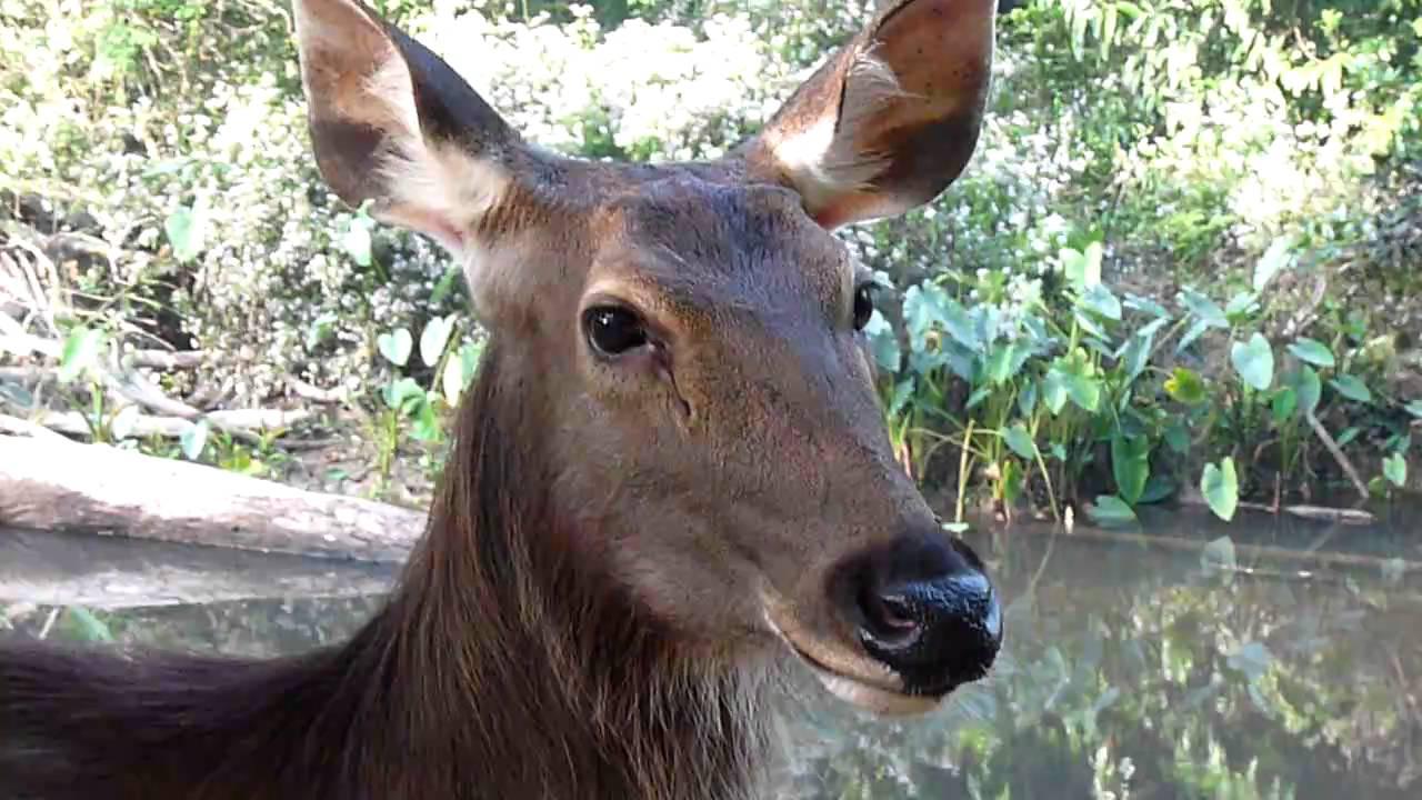 Embedded thumbnail for Thailand: Sambar Deer - Close-up