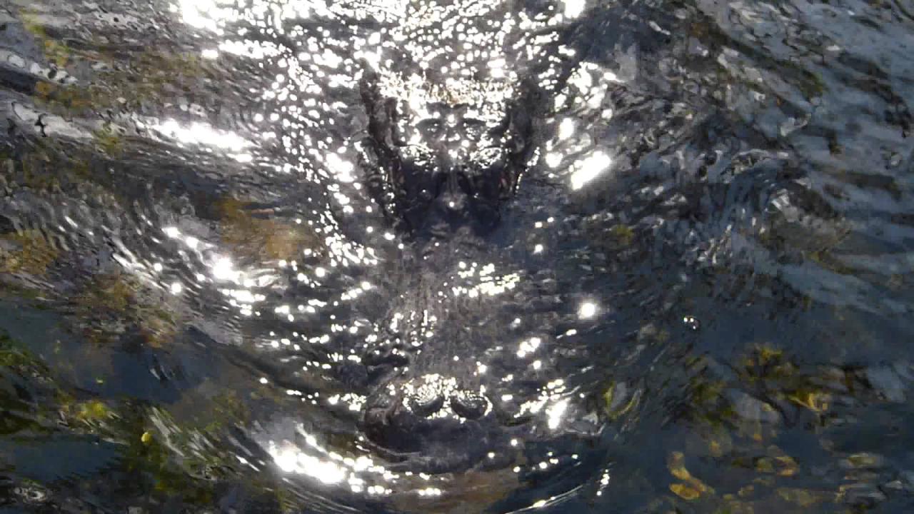 Embedded thumbnail for Florida (USA): Aligator under water