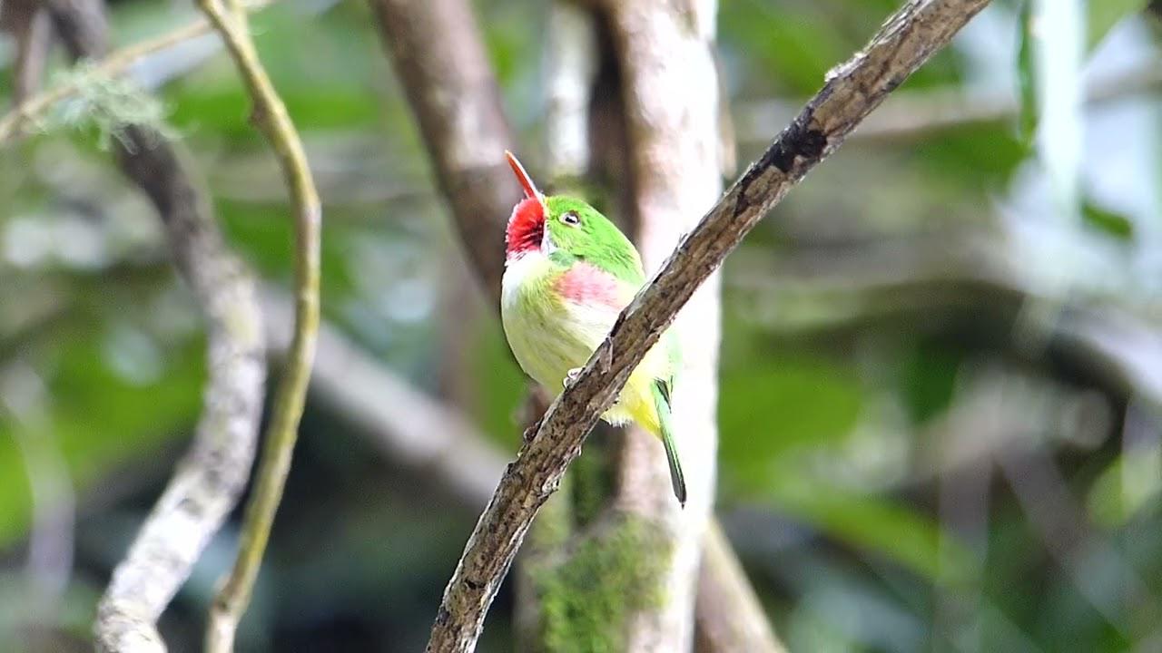 Embedded thumbnail for Jamaica: Jamaican Tody