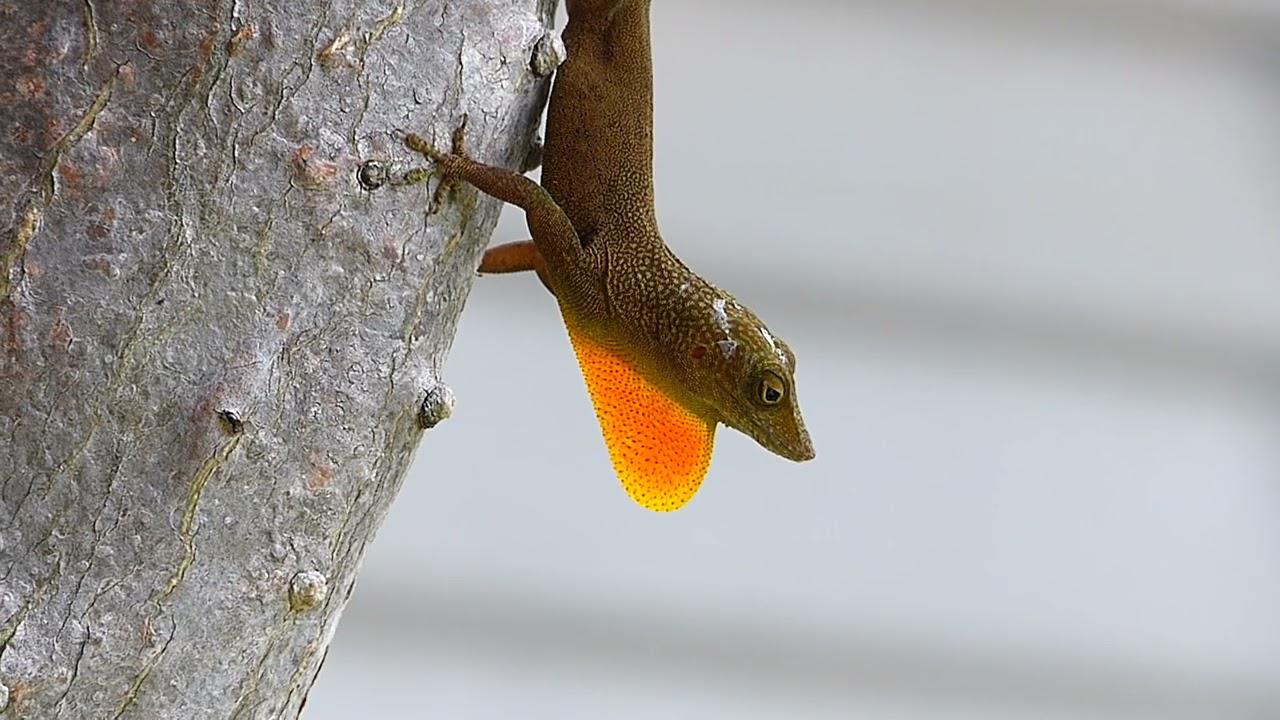 Embedded thumbnail for Jamaica: Graham&amp;#039;s Anole