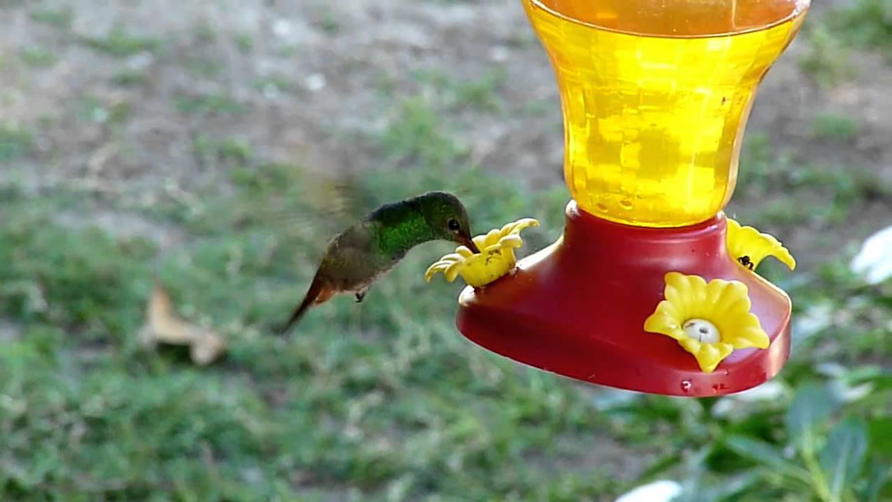 Embedded thumbnail for Belize: Rufous-tailed Hummingbird