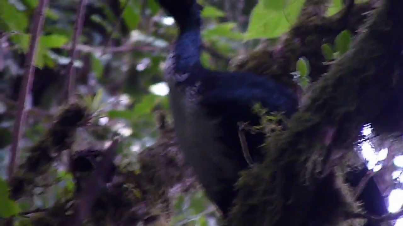Embedded thumbnail for Mexico: Horned Guan