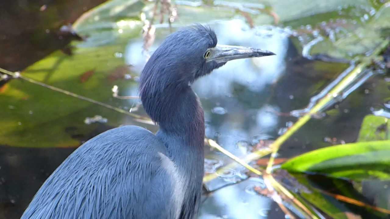 Embedded thumbnail for Florida (USA): Little Blue Heron