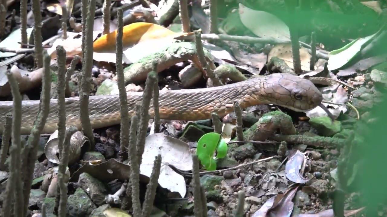 Embedded thumbnail for Singapore: King Cobra