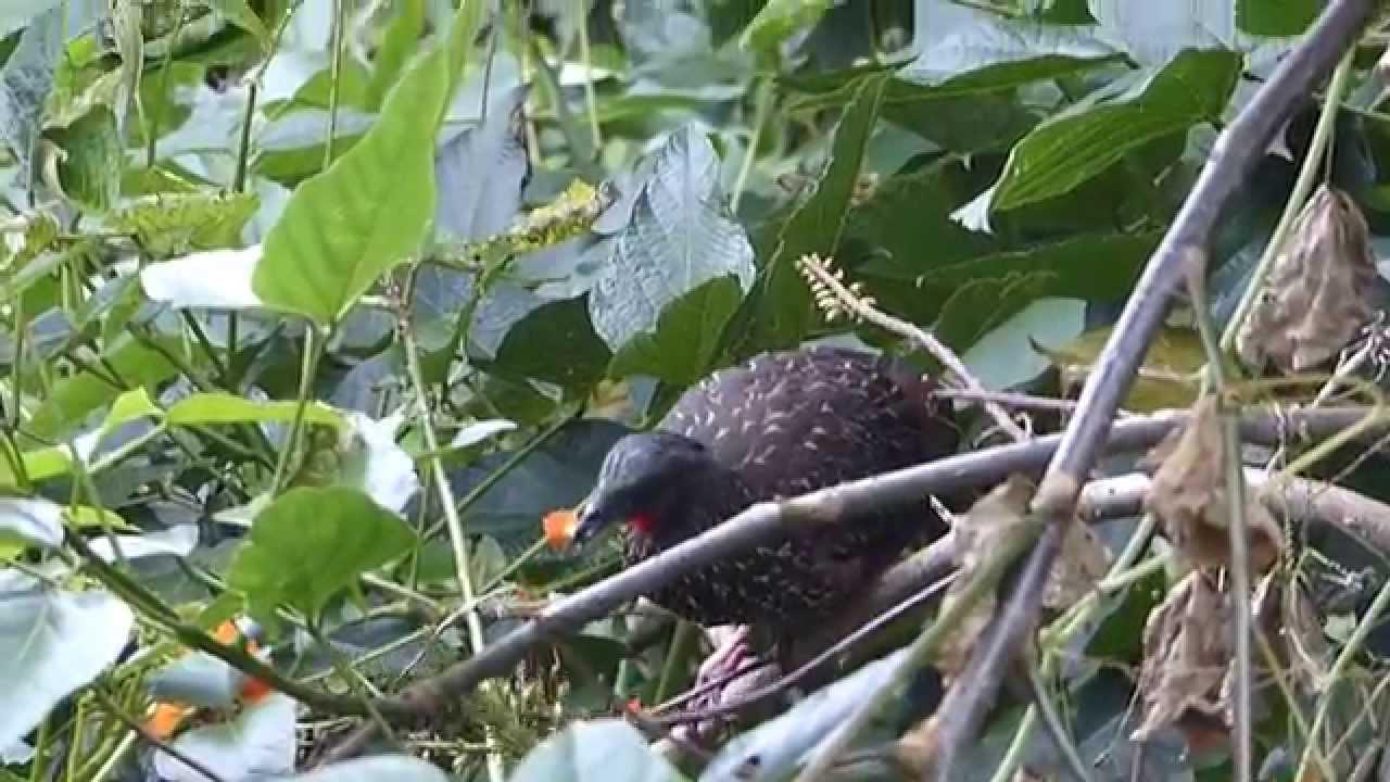 Embedded thumbnail for Colombia: Band-tailed Guan