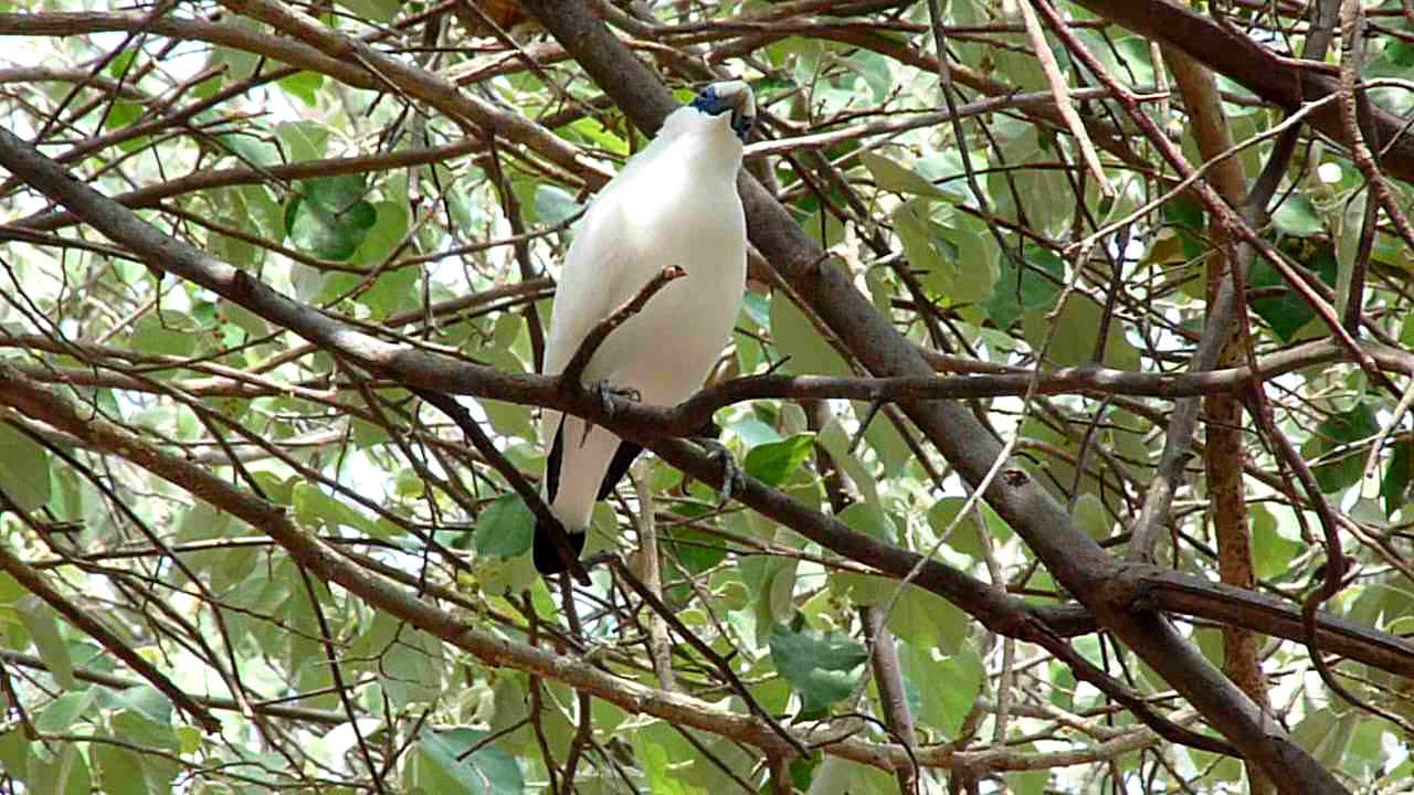 Embedded thumbnail for Indonesia: Bali Myna