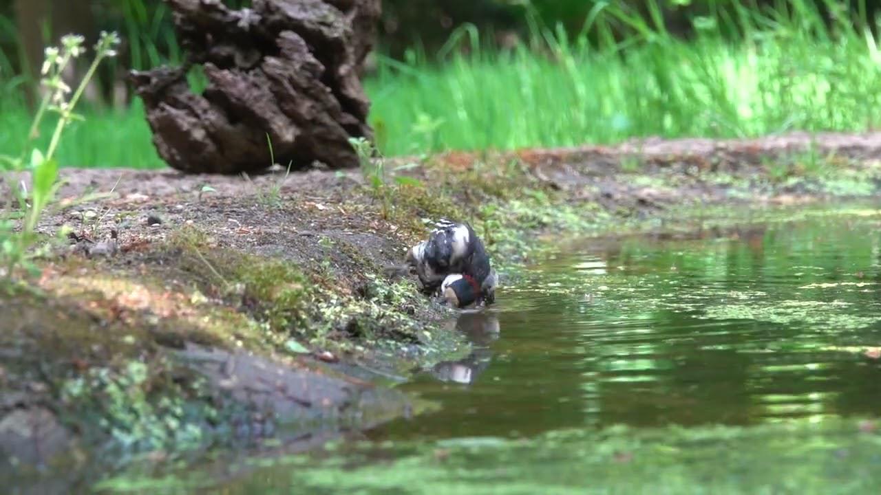 Embedded thumbnail for The Netherlands: Great Spotted Woodpecker