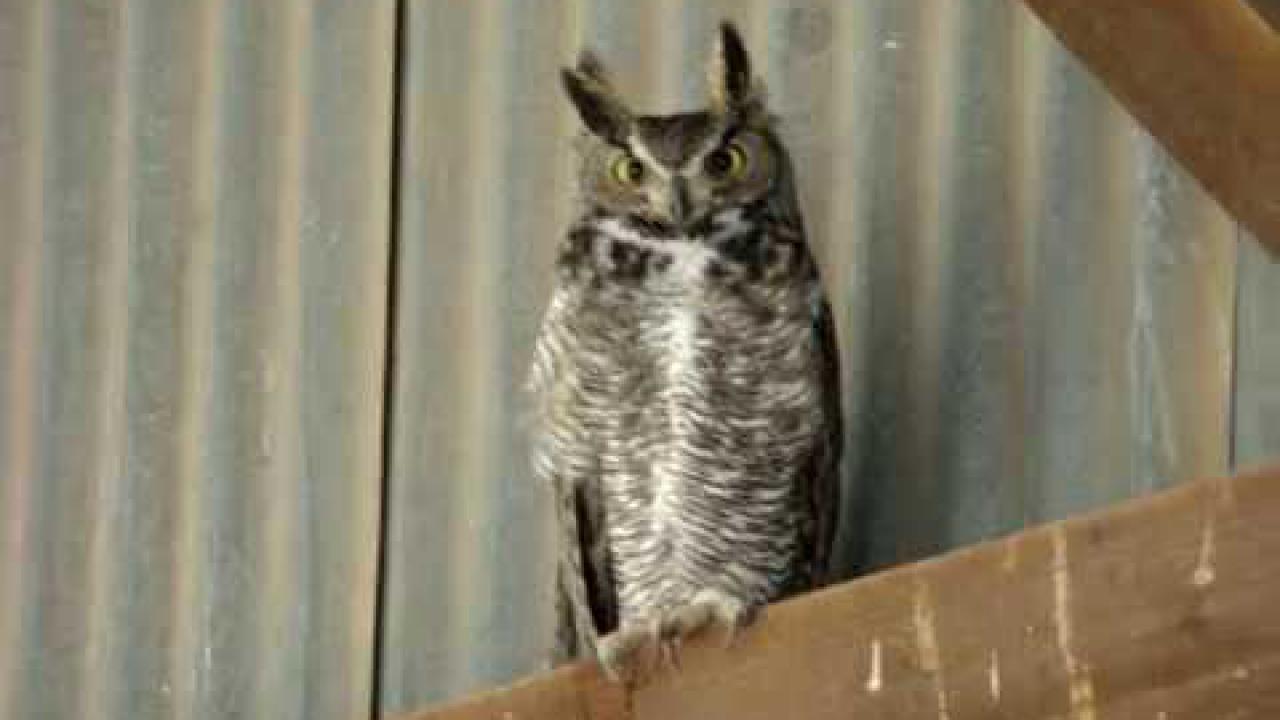 Embedded thumbnail for Arizona (USA): Great Horned Owl