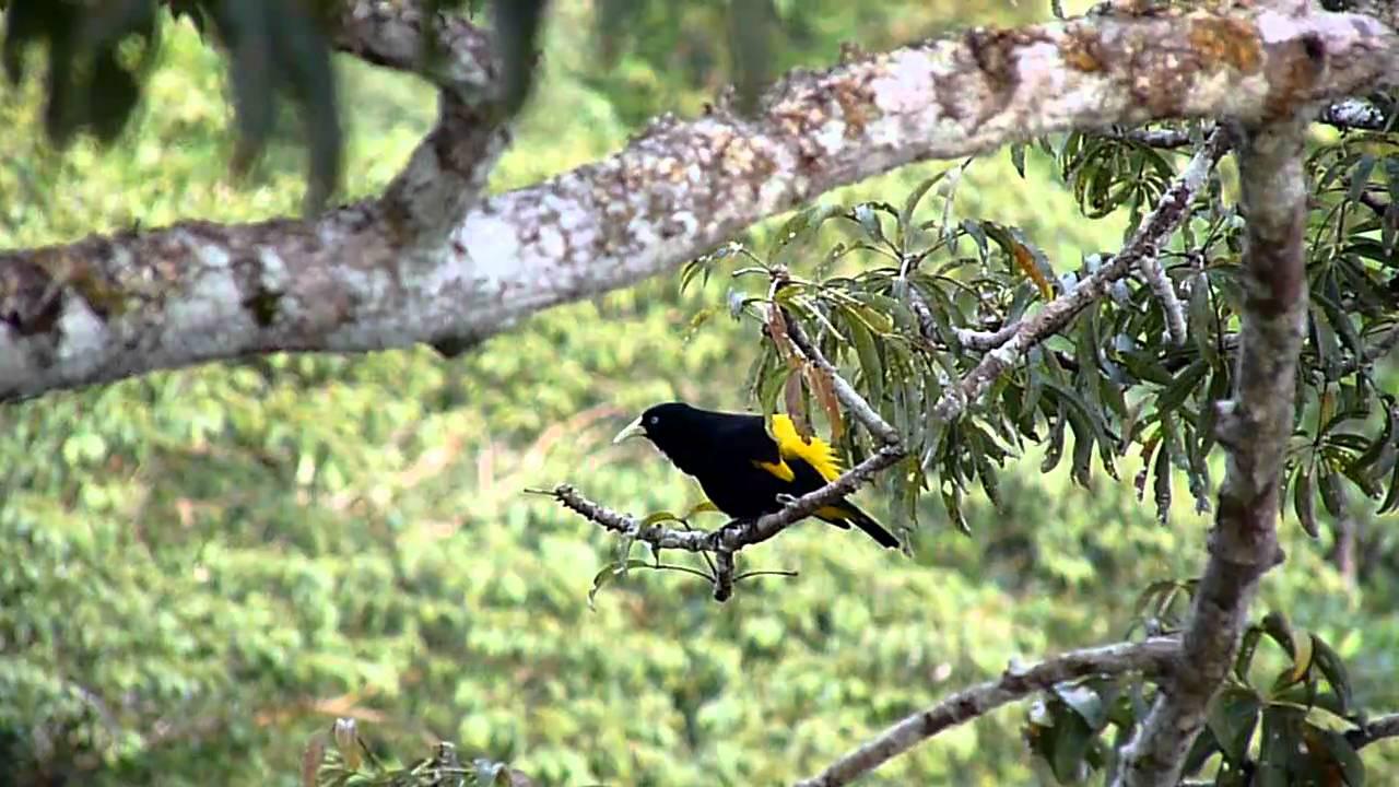 Embedded thumbnail for Peru: Yellow-rumped Cacique