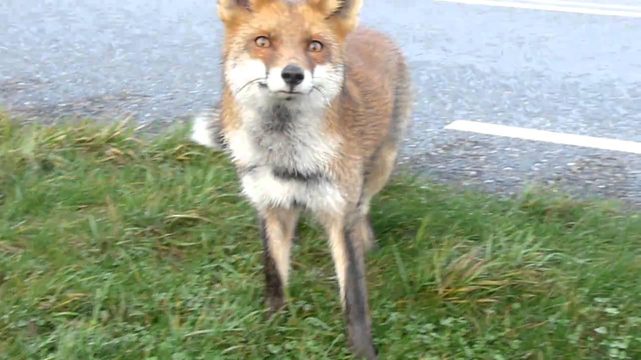 Embedded thumbnail for The Netherlands: Red Fox - Close-up