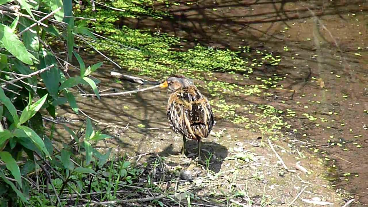 Embedded thumbnail for Lesvos, Greece: Spotted Crake