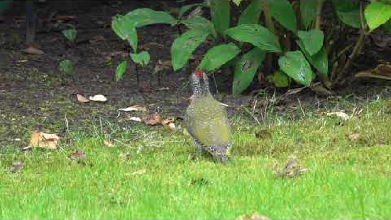 Embedded thumbnail for The Netherlands: European Green Woodpecker