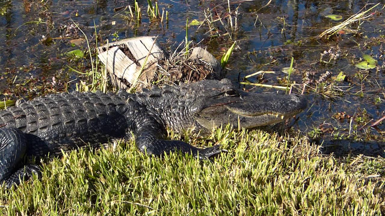 Embedded thumbnail for Florida (USA): Aligator - Close-up