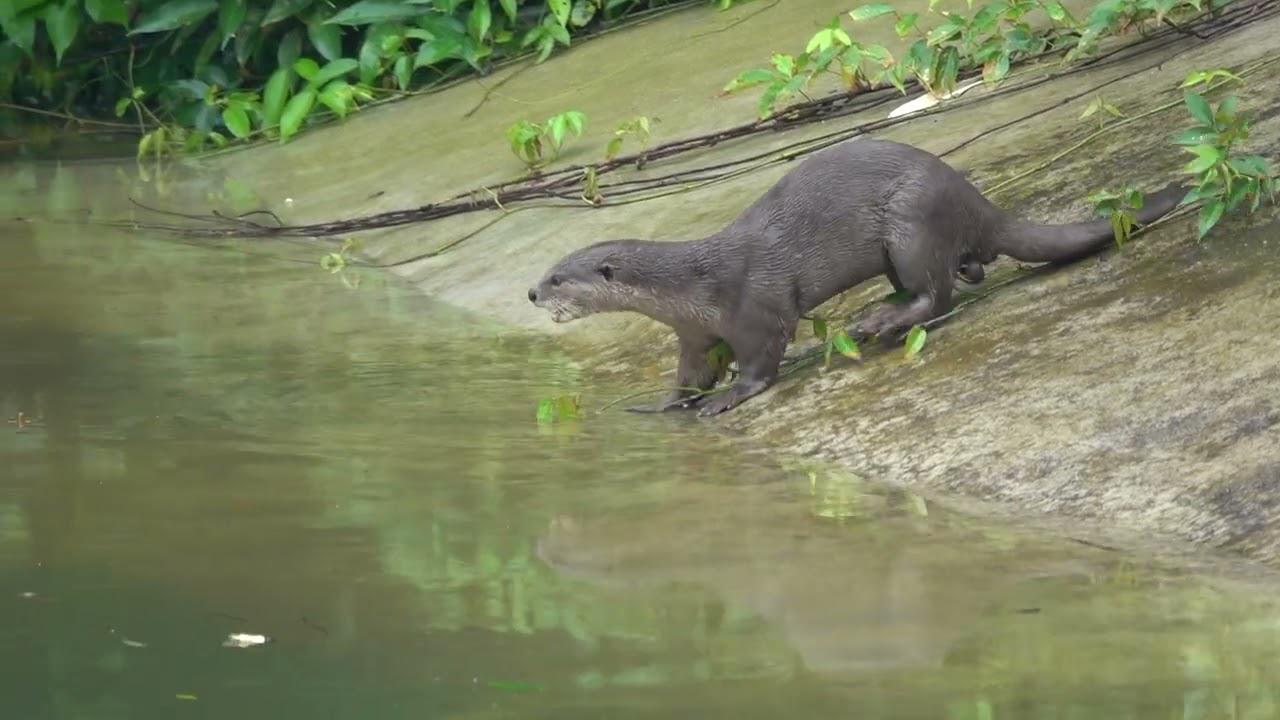 Embedded thumbnail for Singapore: Smooth-coated Otter