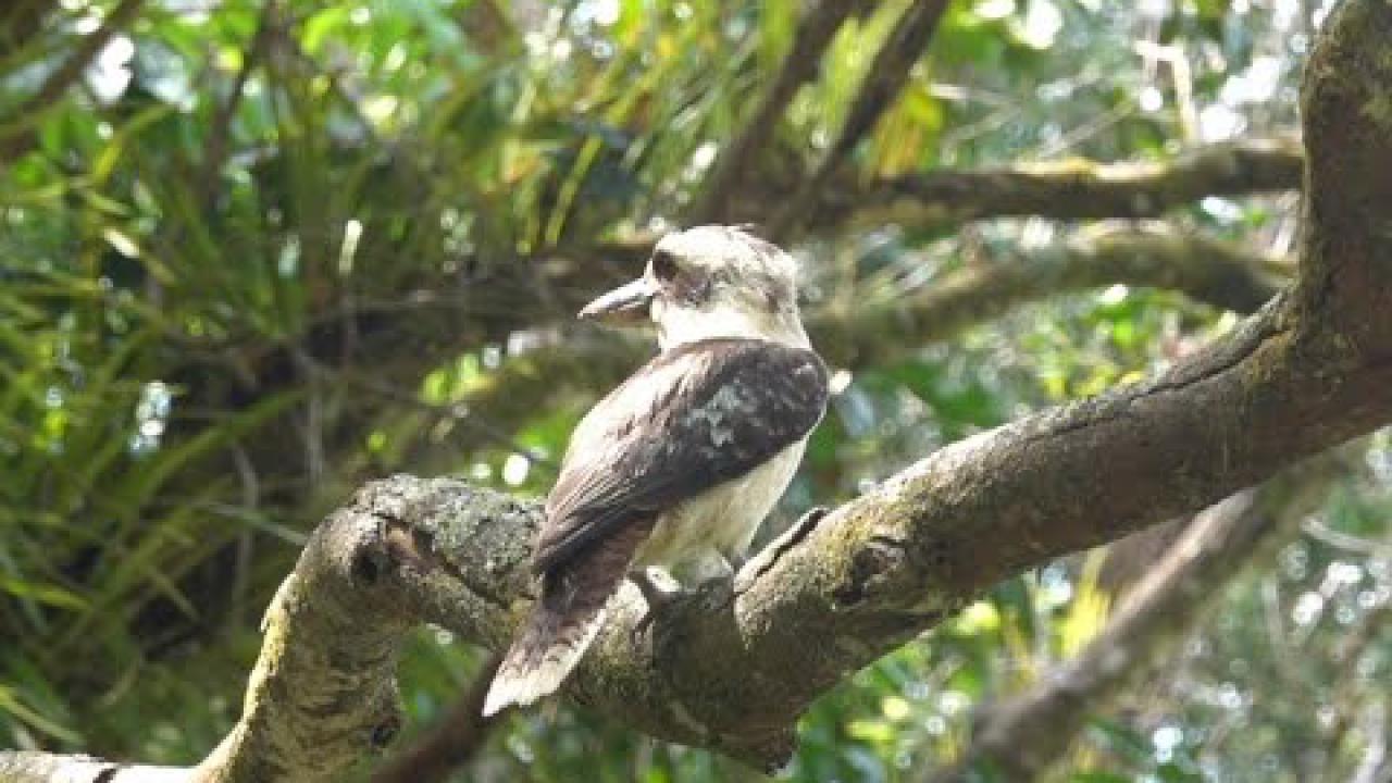 Embedded thumbnail for Australia: Laughing Kookaburra