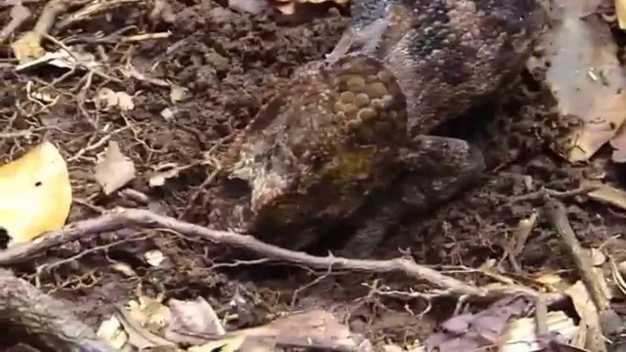 Embedded thumbnail for Madagascar: Short-horned Chameleon - Digging