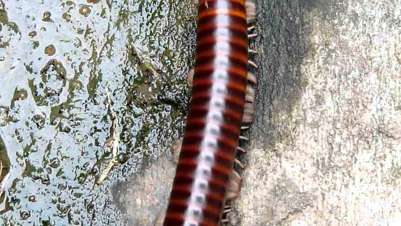 Embedded thumbnail for Ghana: Giant Millipede sp.