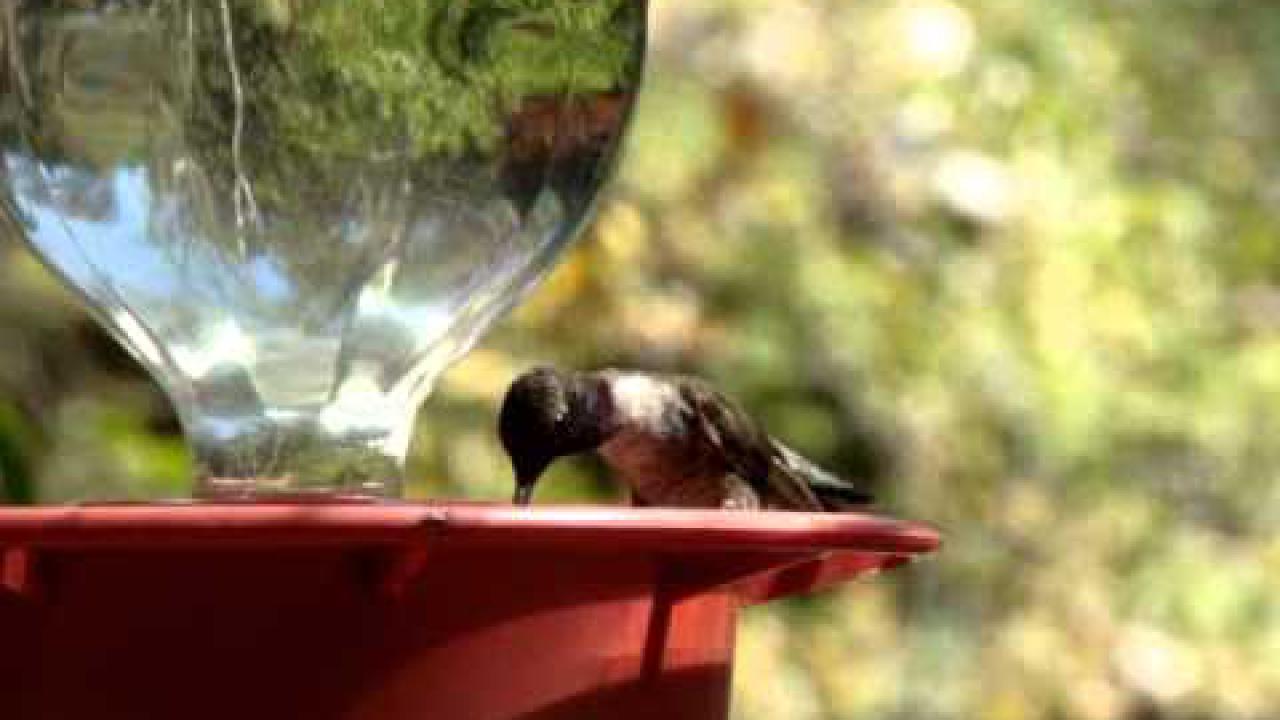 Embedded thumbnail for Arizona (USA): Black-chinned Hummingbird