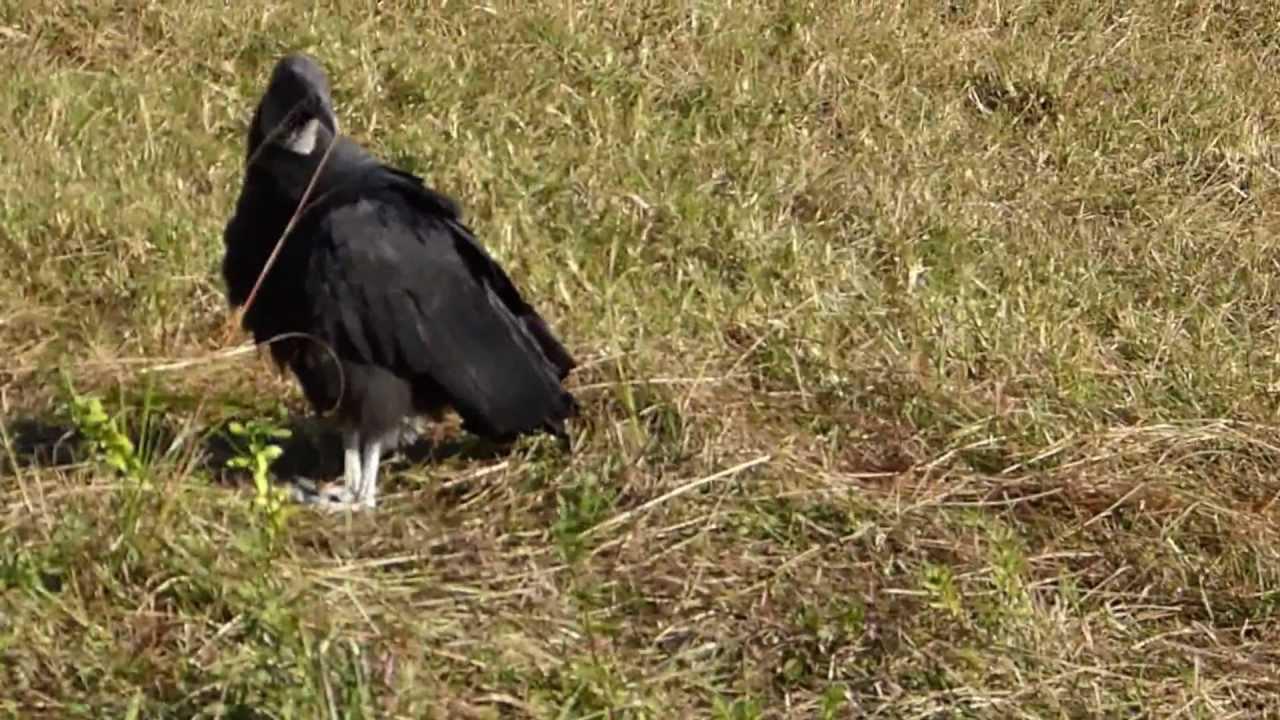Embedded thumbnail for Florida (USA): Black Vulture