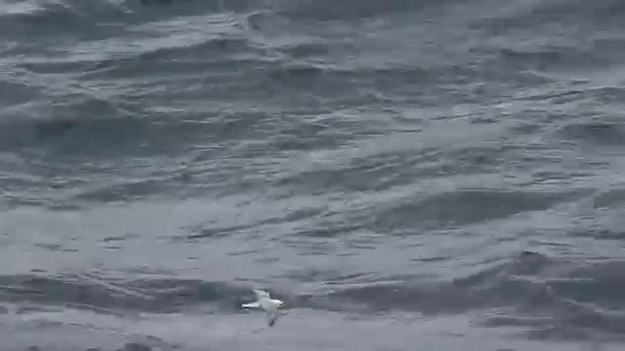 Embedded thumbnail for Norway: Northern Fulmar - Flying